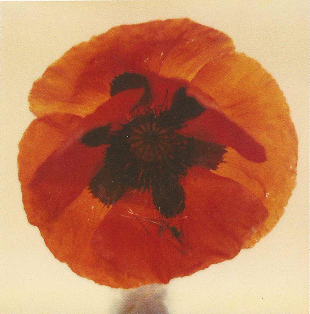 Poppy, an SX-70 polaroid by Harold Joe Waldrum